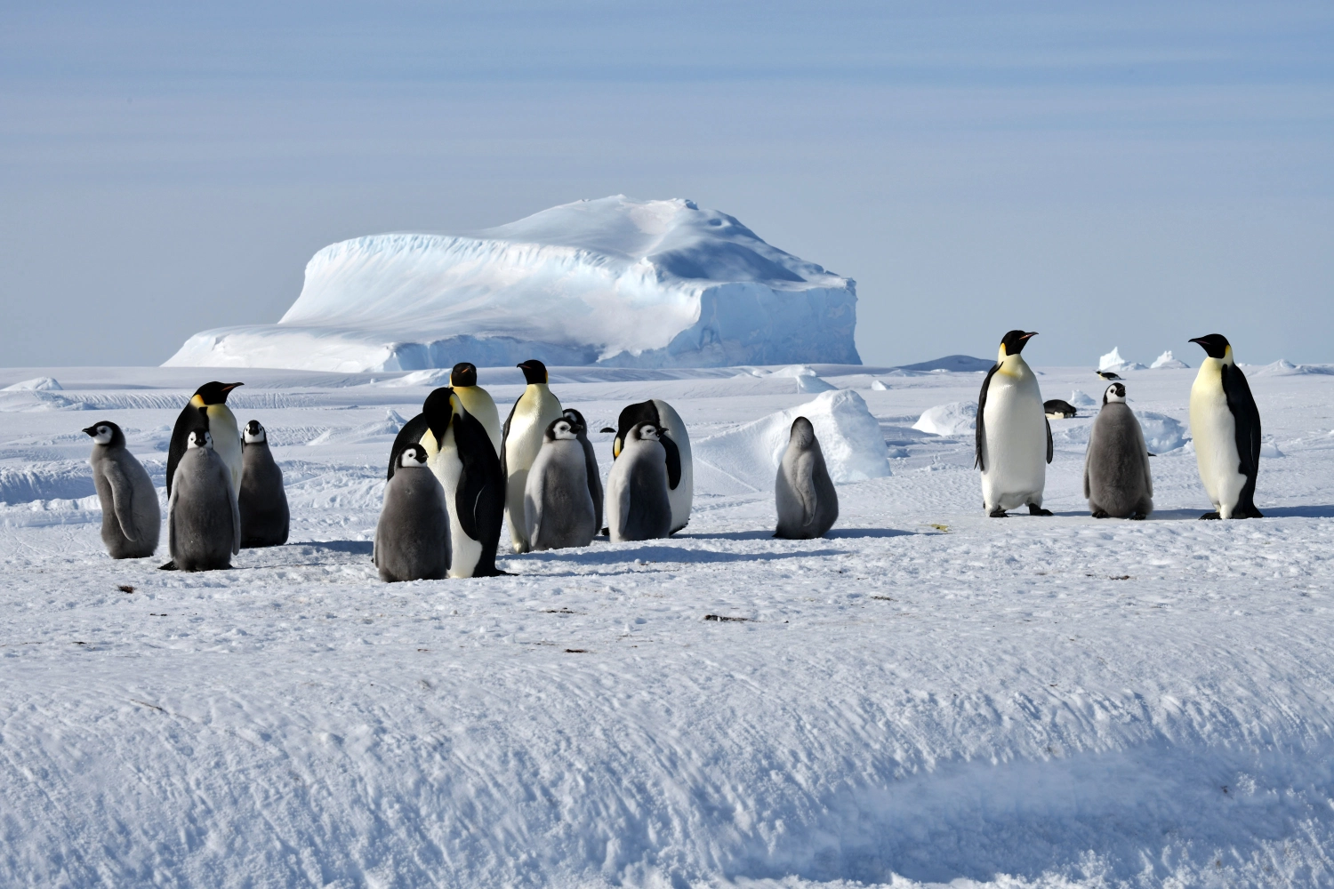 Kaiserpinguine