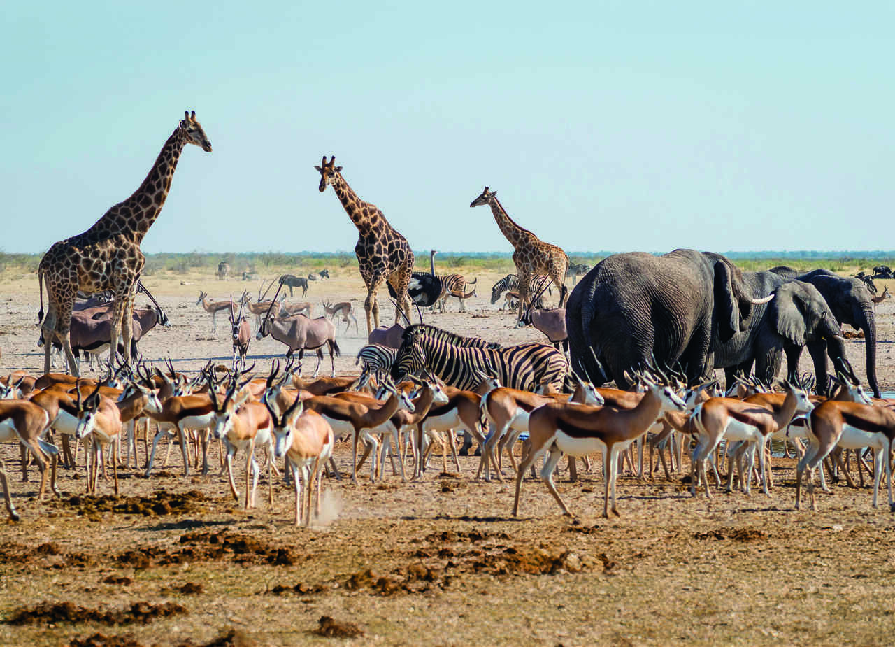 Safari im Sueden Afrikas, Namibia