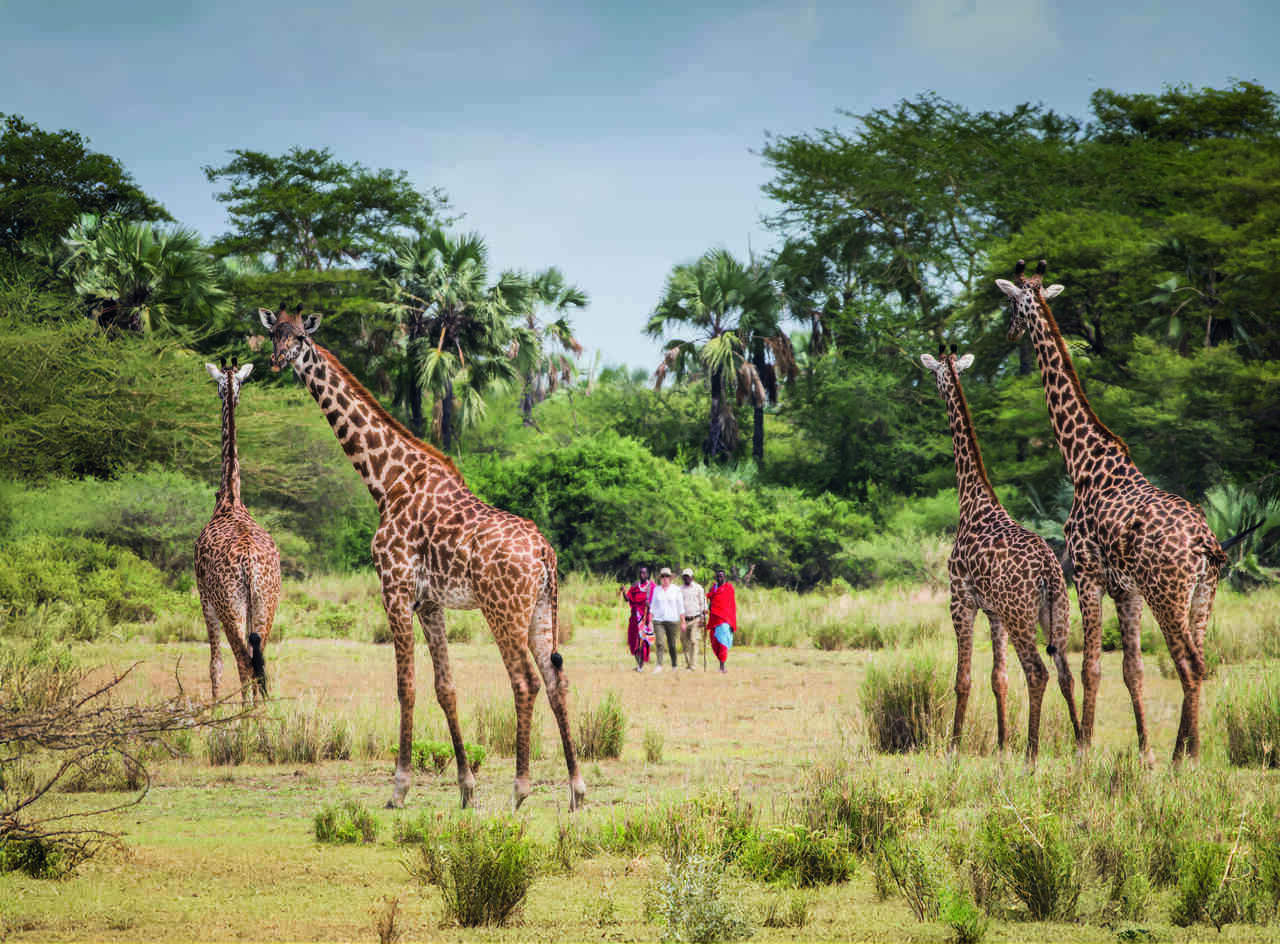 Safari im Osten Afrikas, Tansania