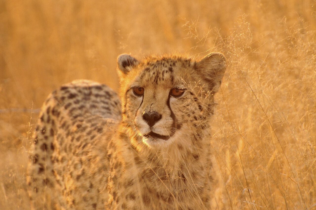 Safari im Sueden Afrikas Tierwelt Namibia