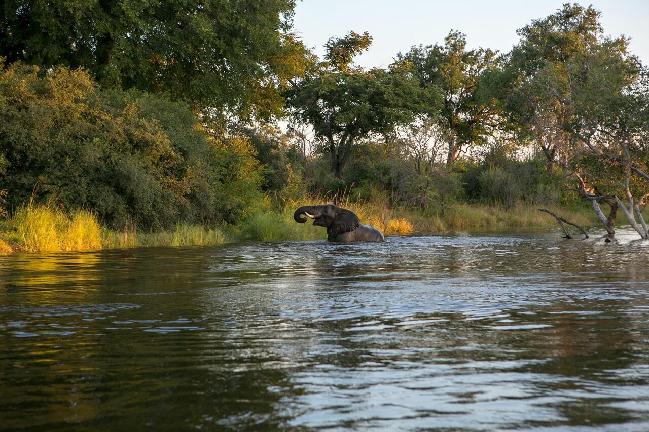 Safari Sambia