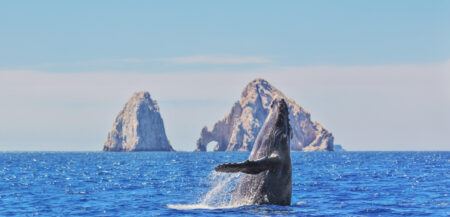 Los Cabos Magie von Mexiko Wal