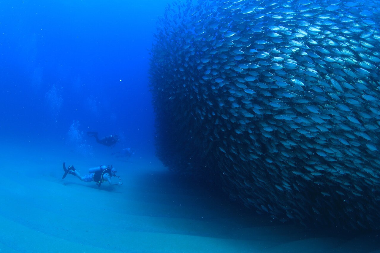 Scuba Diving Los Cabos